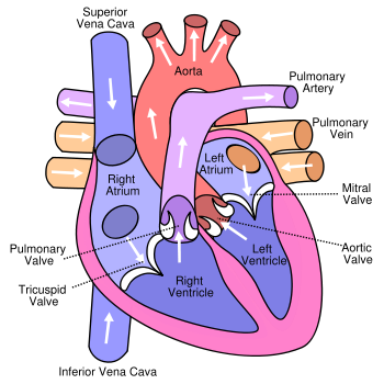 The+human+heart+diagram+